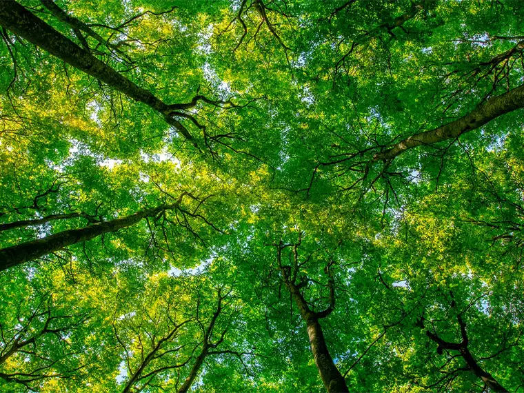 Sunlight filtering through a lush green forest canopy.