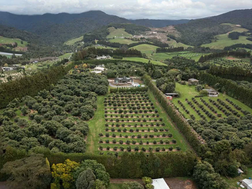 An overhead shot of Alistair and Carol’s home in the Bay of Plenty avocado orchard.